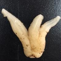 Hand Root polysaccharide