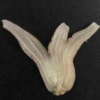 Hand root soaked soft