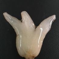 Transparent polysaccharide gel