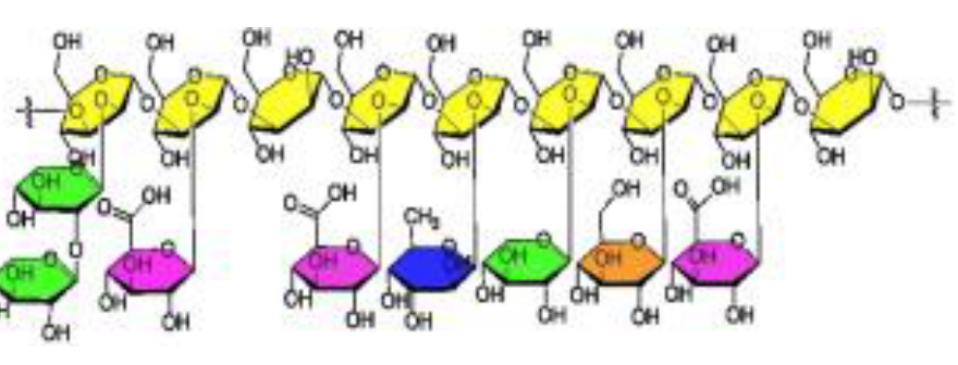 Tremella polysaccharide structure
