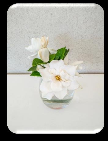Jasmine wax