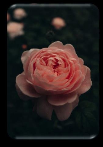 Magnolia wax
