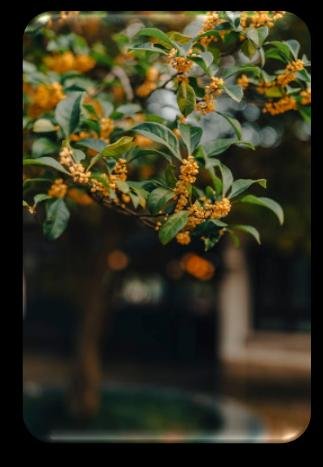Osmanthus wax