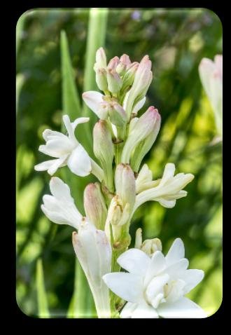 Plum blossom wax