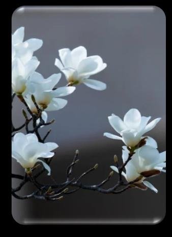 Tuberose wax