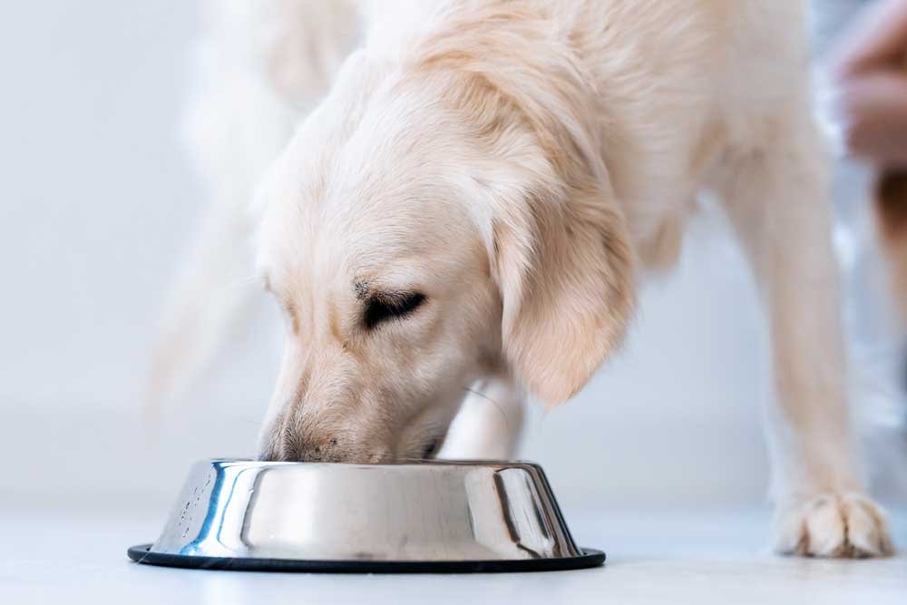 dog eating